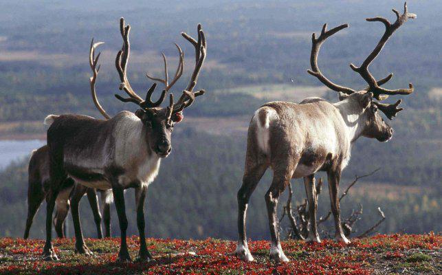 В гостях у северных оленей