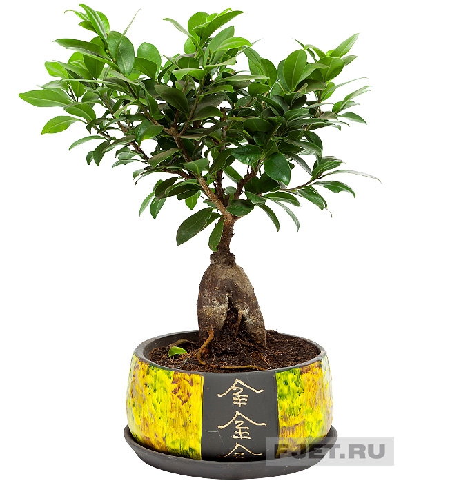 Фикус Микрокарпа Гинсенг