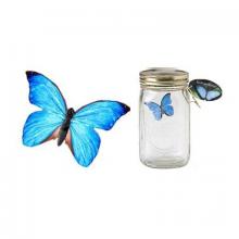 Бабочка в Банке