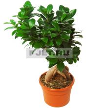 Фикус Микрокарпа (бонсай)