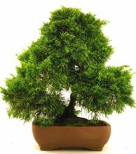 Можжевельник бонсай "Королевский можжевельник"